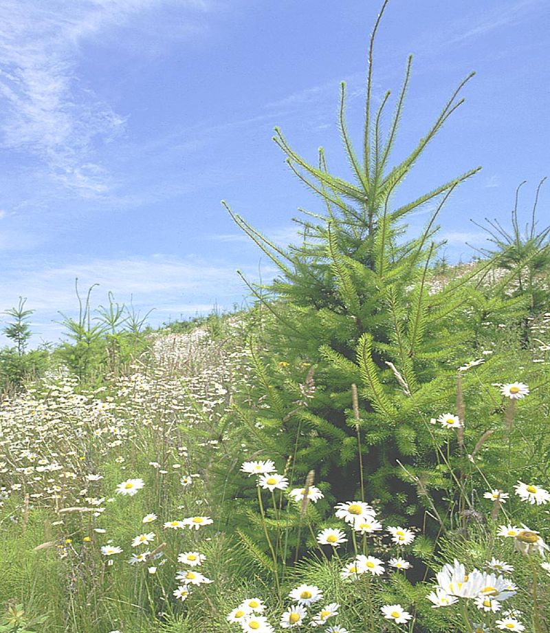 reforestation