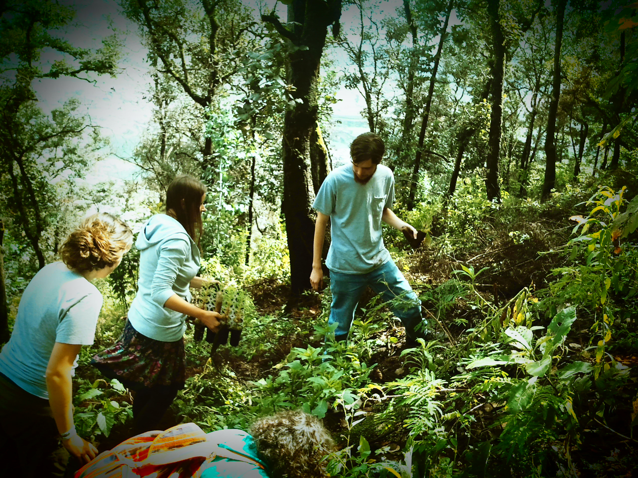 hand planting trees